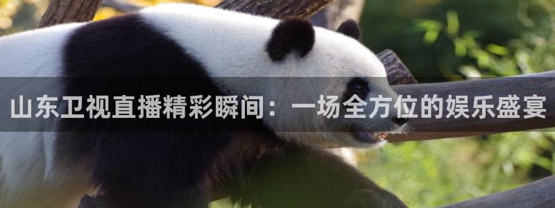 蓝鲸体育tv版下载：山东卫视直播精彩瞬间：一场全方位的娱乐盛宴